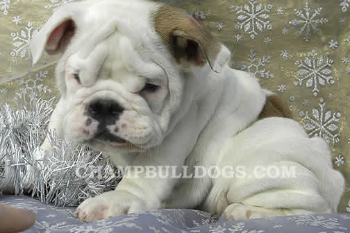 English Bulldog puppies white